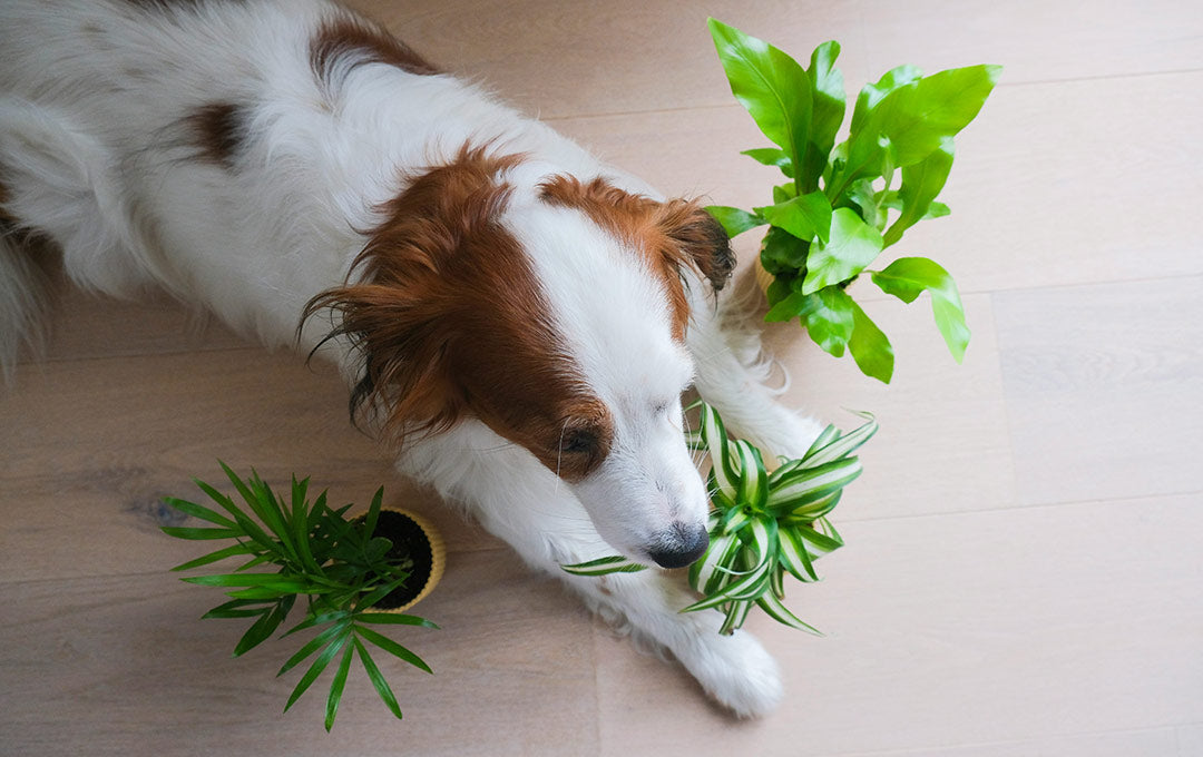 Common Household Plants That Are Toxic for Dogs and Cats: What You Should Know