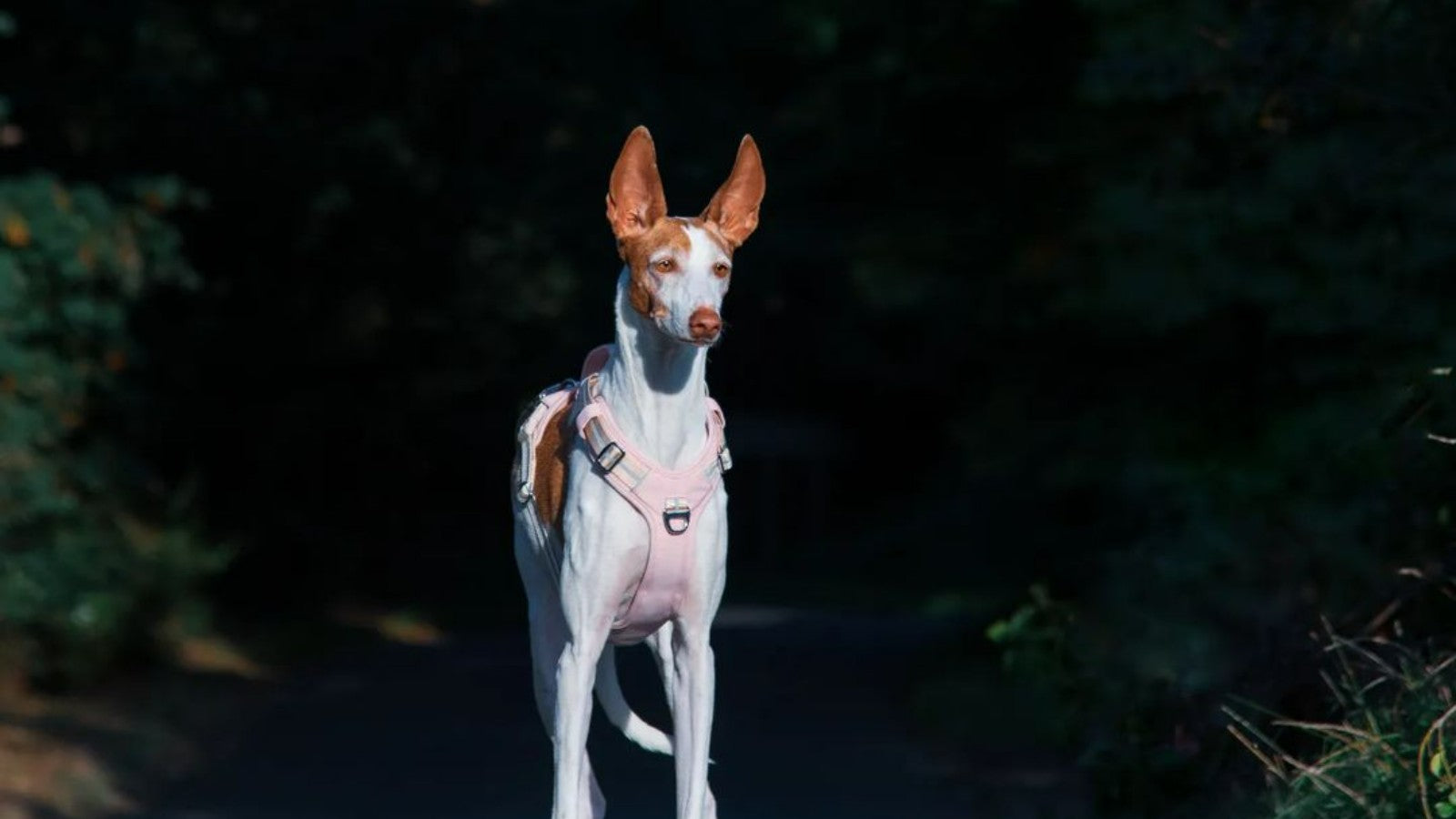Optimal Guide to No-Pull Dog Harnesses for Pet Parents