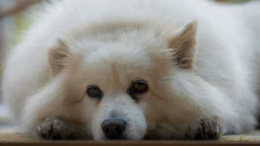Understanding Dog Depression: Signs, Causes, and How to Help Your Dog Feel Better