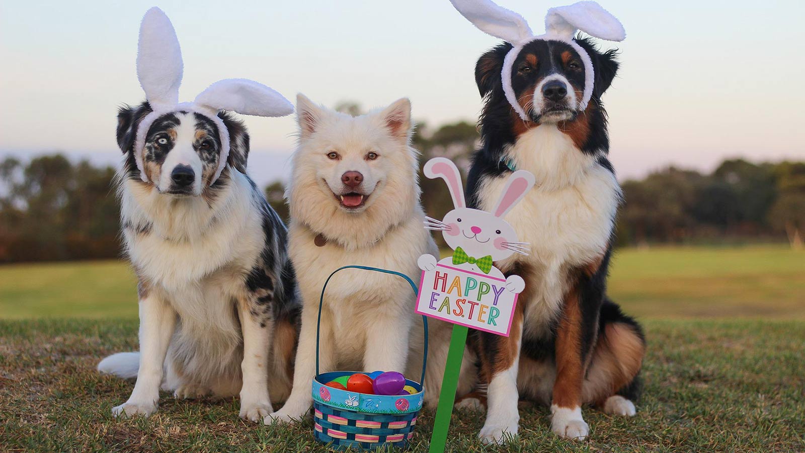 5 Best Dog Easter Gifts To Spoil Your Pup