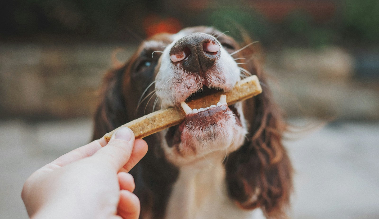 Homemade Dog Treat Recipes Your Pup Will Wag Their Tail For