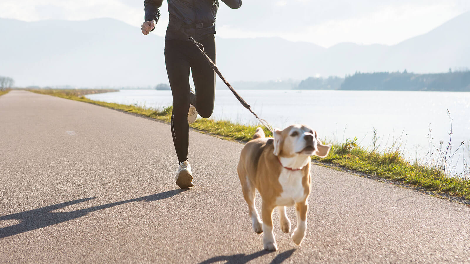 7 Must-Have Essentials For Running With Your Dog