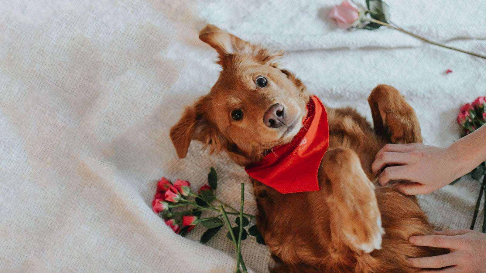 Valentine’s Day Gift Guide For Your Beloved Dogs