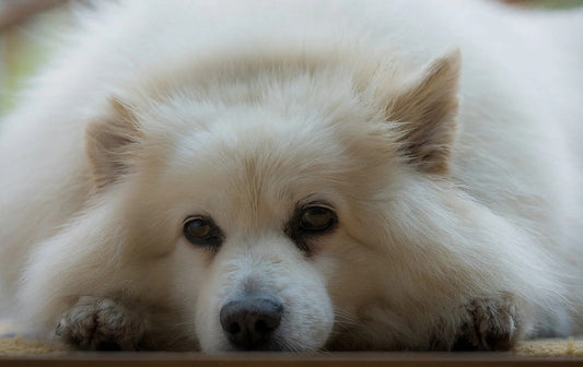 Understanding Dog Depression: Signs, Causes, and How to Help Your Dog Feel Better