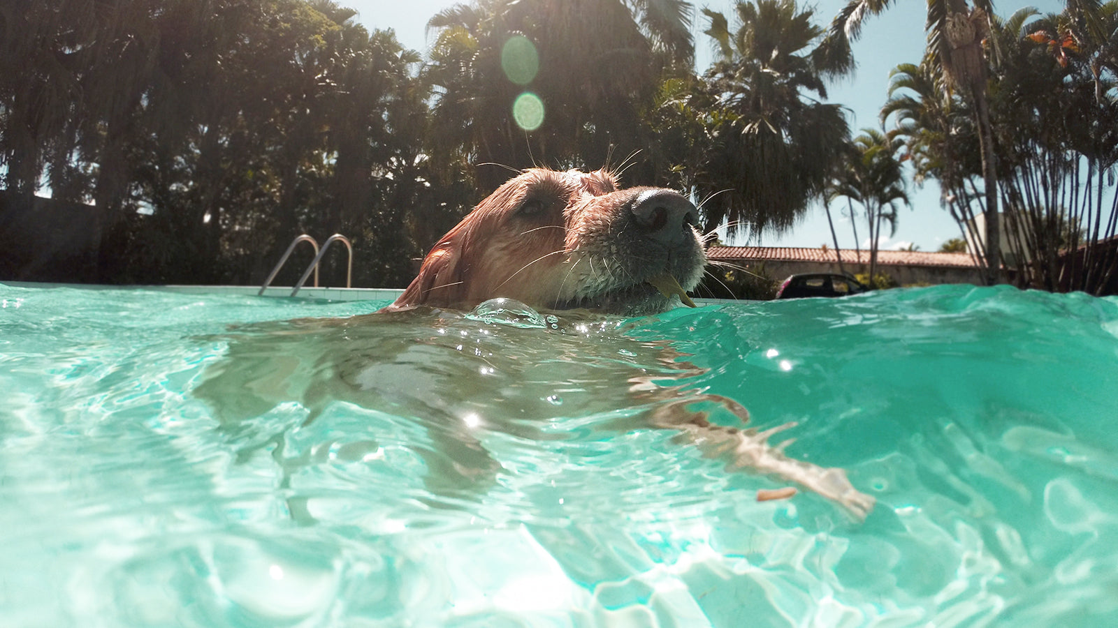 Best 5 Ideas To Spend A Funner Summer With Your Pup