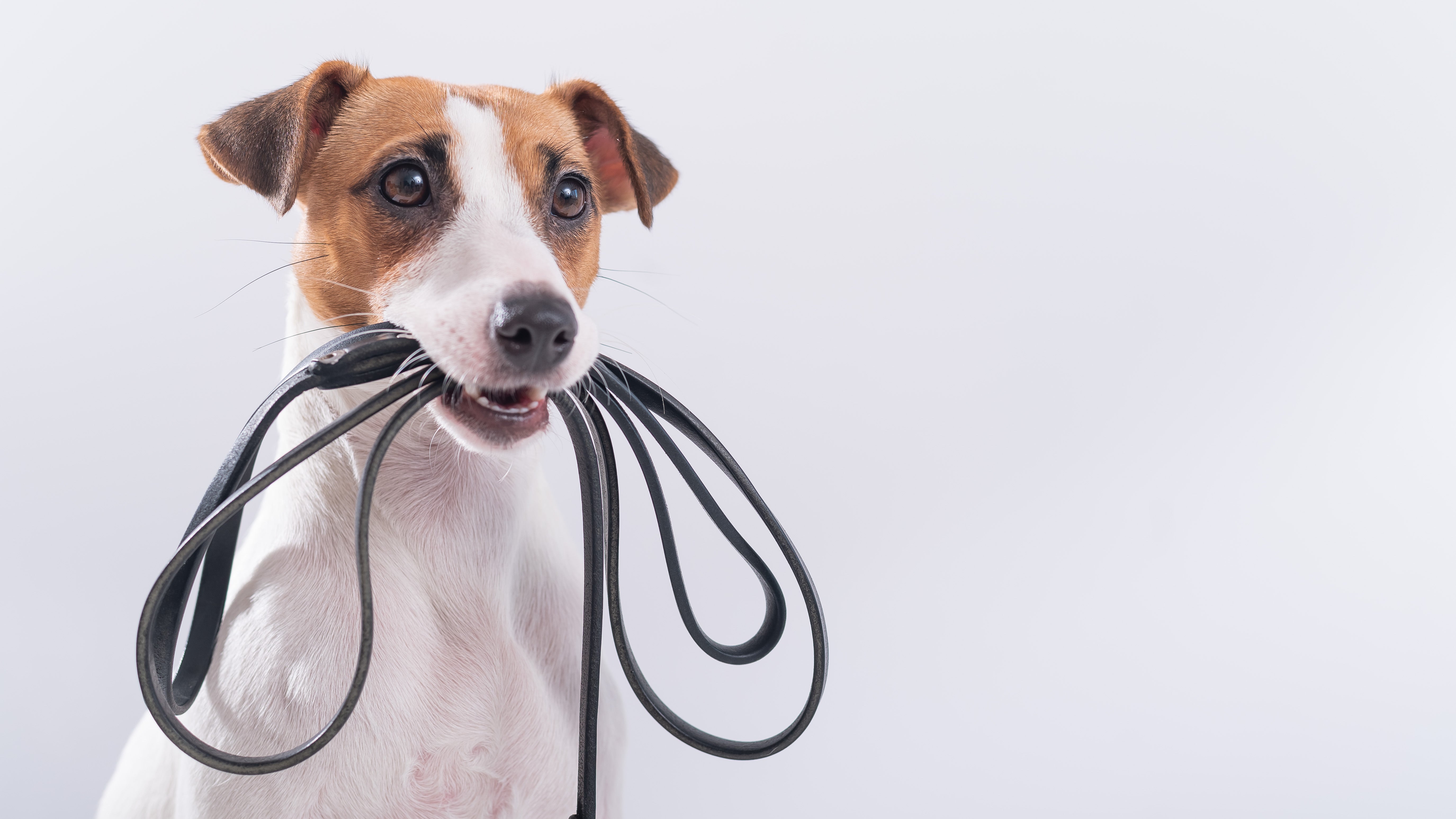 5 Popular Types of Dog Leashes for Daily Use