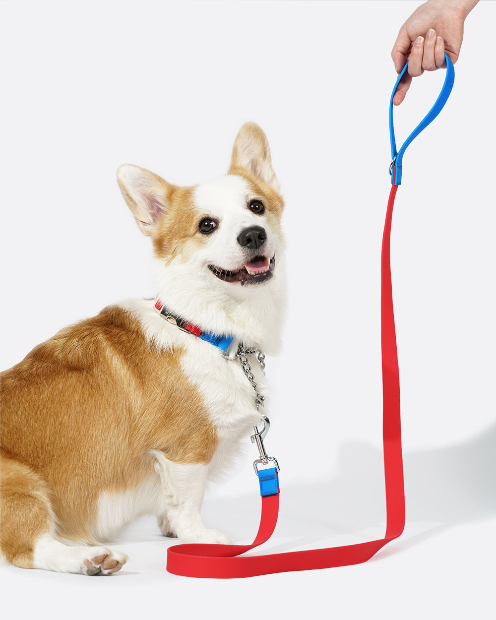 A waterproof dog leash made with PVC material, equipped with a metal D-ring on the handle for attaching a poop bag carrier or key ring, etc. It comes in a red and blue color mix and is available in two width specifications: 2 cm and 2.5 cm.
