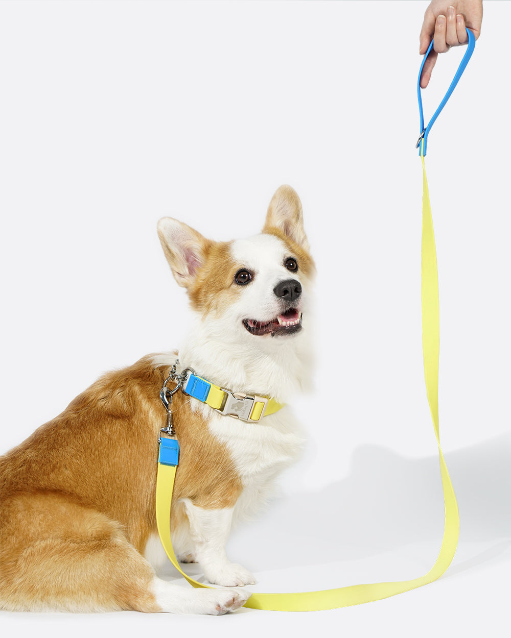 A waterproof dog leash made with PVC material, equipped with a metal D-ring on the handle for attaching a poop bag carrier or key ring, etc. It comes in a red and blue color mix and is available in two width specifications: 2 cm and 2.5 cm.