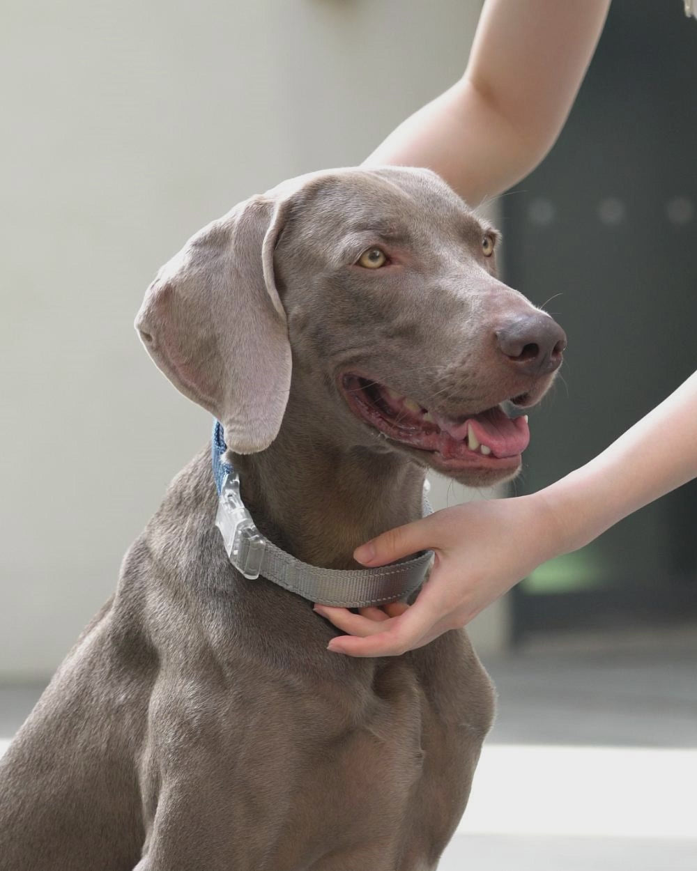 Video showing how to wear the Bella & Pal Controla Swift Martingale collar in Blue Steel. Demonstrates the collar’s tightening function for no-pull control and secure fit, perfect for the owner looking for the collar for puppies or large dogs