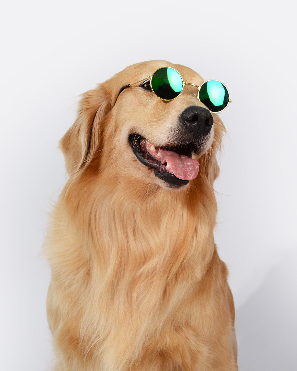 Tinted Lens Dog Glasses - Lake Green